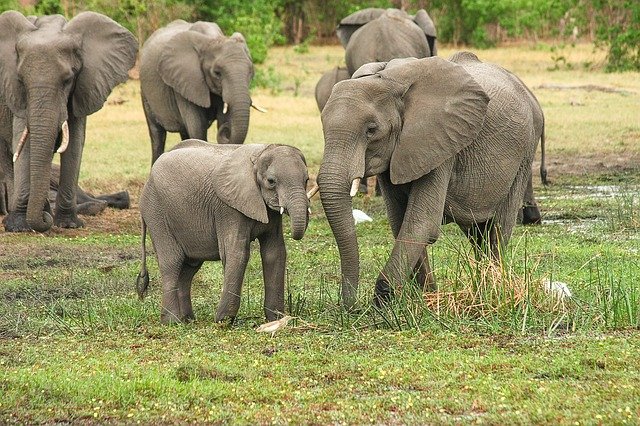 elephants in the environment